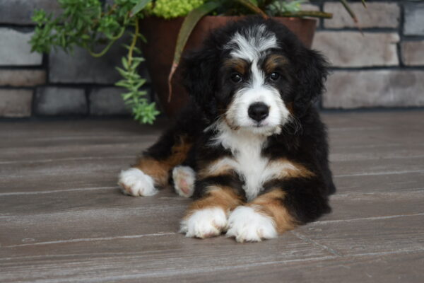 Piper - Image 26