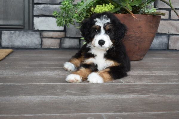 Piper - Image 27