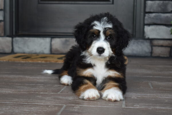Piper - Image 28