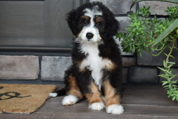 Piper