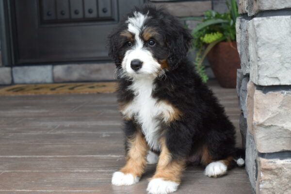 Piper - Image 16