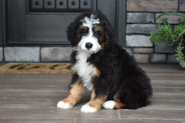 Piper - Image 31
