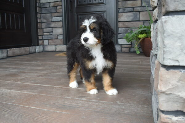 Piper - Image 32