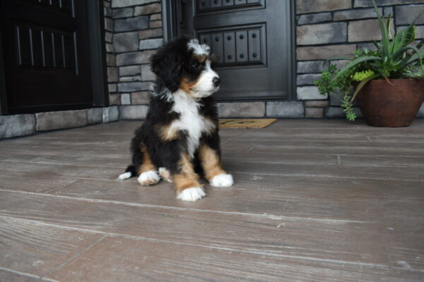 Piper - Image 33