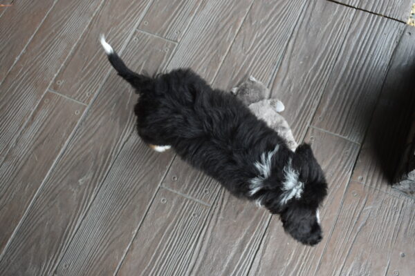 Piper - Image 34