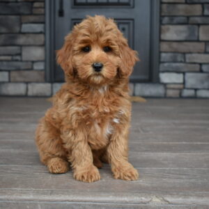 Mini Goldendoodle