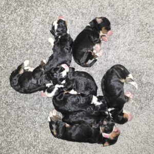 Hazel - Oswald litter