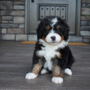 Cody