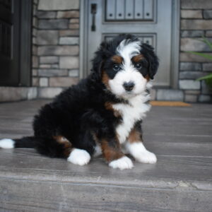 Chester
